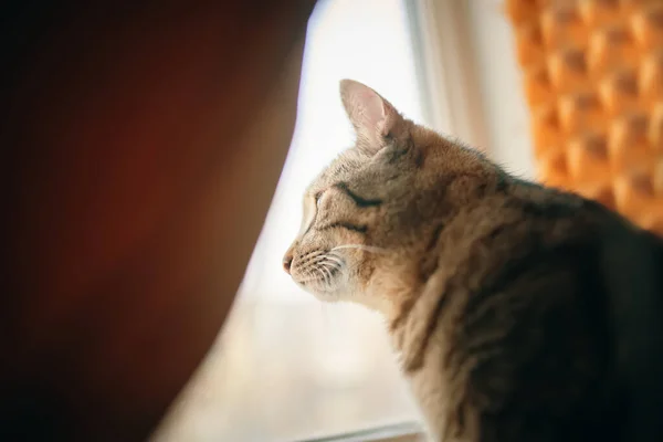 Табби-кот смотрит в окно. — стоковое фото