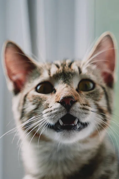 Tabby-Katze mit offenem Maul blickt in Kamera. — Stockfoto
