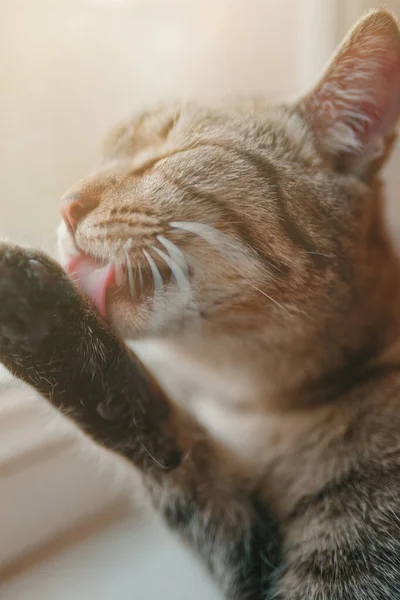 Tabby katt tvättar sin tass. — Stockfoto