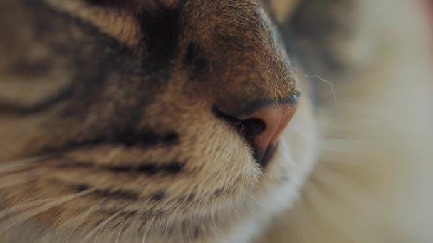 Macro shooting of striped lazy cat muzzle. — Stock Video