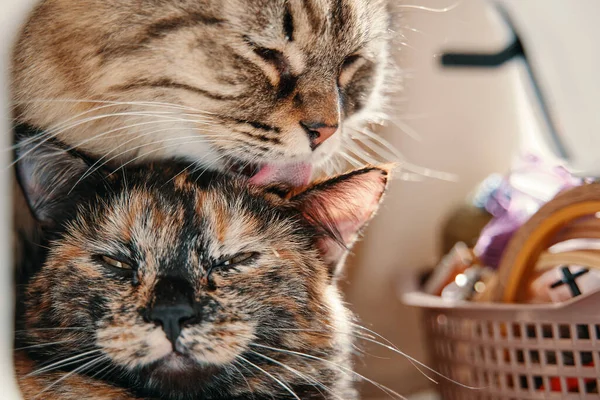 Yumuşak kedi küçük kediciği diliyle yalıyor.. — Stok fotoğraf