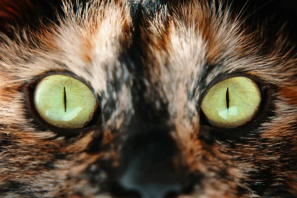 Gatto con gli occhi verdi guarda la fotocamera. — Foto Stock