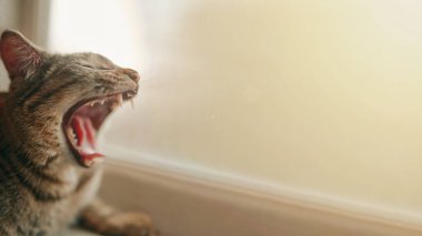 Tekir kedicik esniyor.