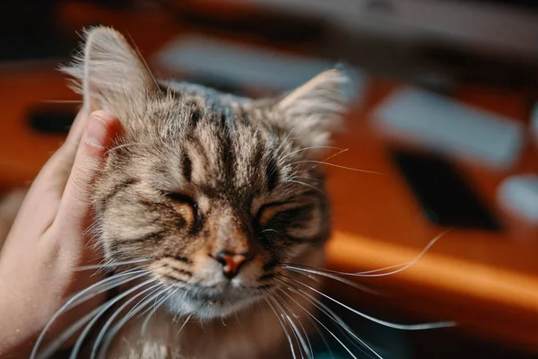 Mans hand scratches behind ear of fluffy cat. — Stock Photo, Image