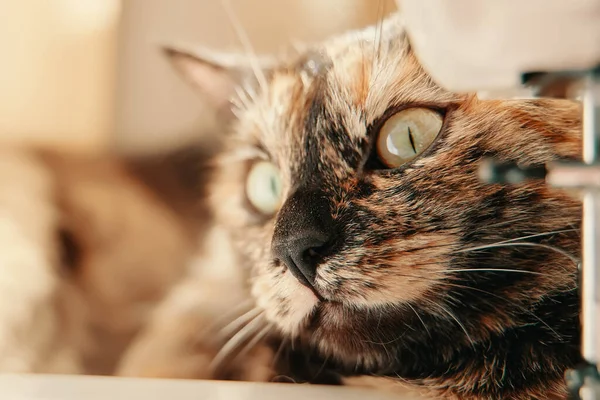 Masaüstünde çok renkli bir kedi yatıyor..