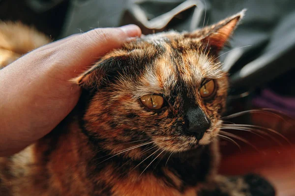 Személyek kézmozdulatok macska. — Stock Fotó
