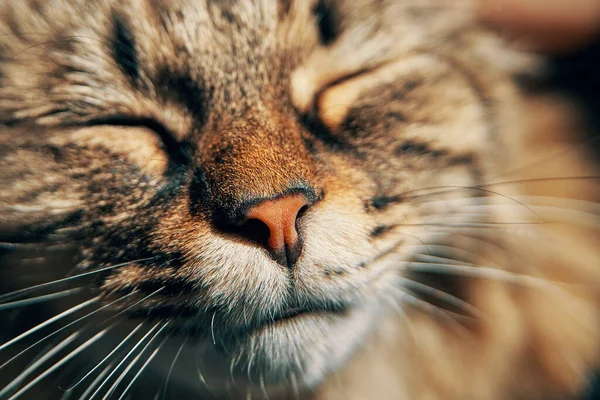 Gato fofo coloca seu focinho sob os raios sóis. — Fotografia de Stock