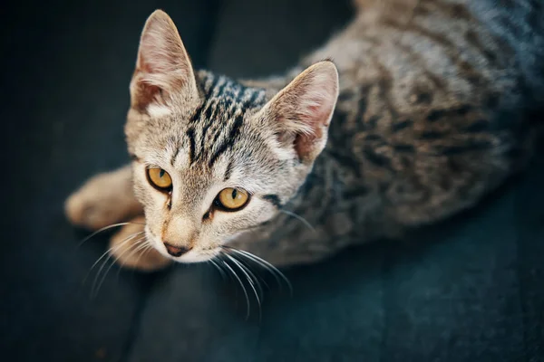 Çizgili kedi yavrusunun üst görünümü. — Stok fotoğraf