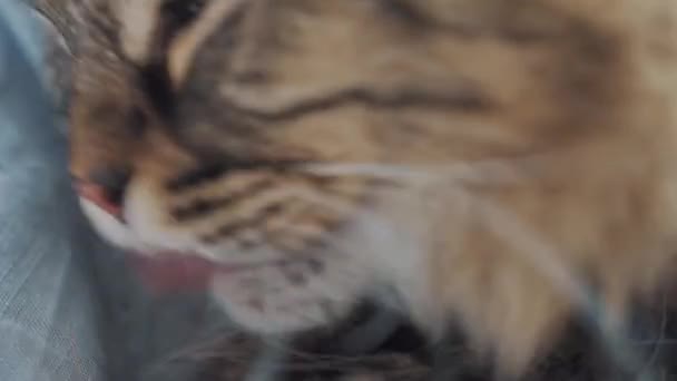Gros plan de paresseux pelucheux chat lave sa patte. — Video
