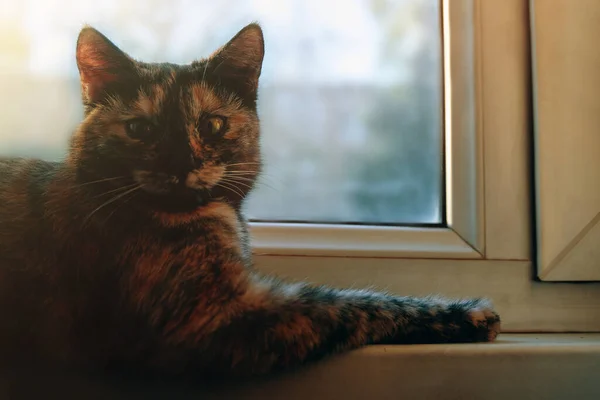 Pencerenin kenarında duran tembel, sevimli kedi.. — Stok fotoğraf