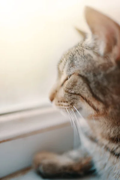 Tabby gato olha na janela. — Fotografia de Stock