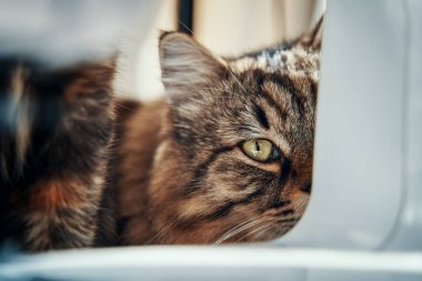 Sevimli kedi yavrusu tek gözünle kameraya bak..