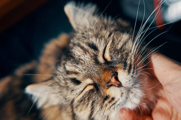猫を撫でる. — ストック写真