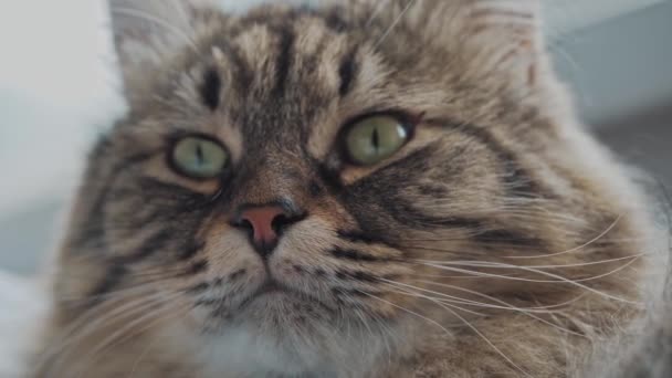 Close-up van pluizige kat likken lippen en omhoog kijken. — Stockvideo