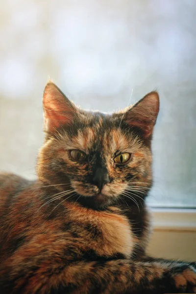 Faule schöne Katze am Fenster liegend. — Stockfoto