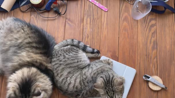 Δύο γατούλες είναι ξαπλωμένες στο ξύλινο τραπέζι.. — Αρχείο Βίντεο