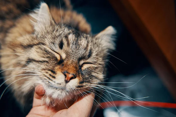 고양이를 치는 사람. — 스톡 사진