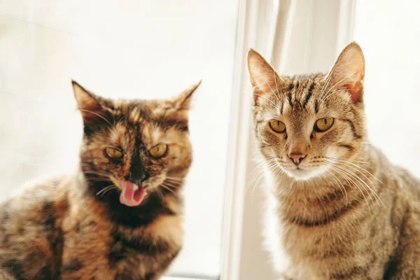 Δύο χνουδωτές γάτες κάθονται στο περβάζι του παραθύρου. — Φωτογραφία Αρχείου