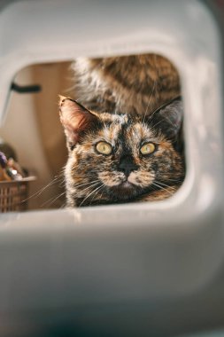 Sarı gözlü kedi kameraya bakar..