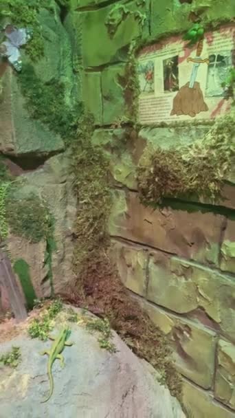 Музей Міфологічних Створінь Бестіарій Мечем Камені Екскалібур Короля Артура Дивовижні — стокове відео
