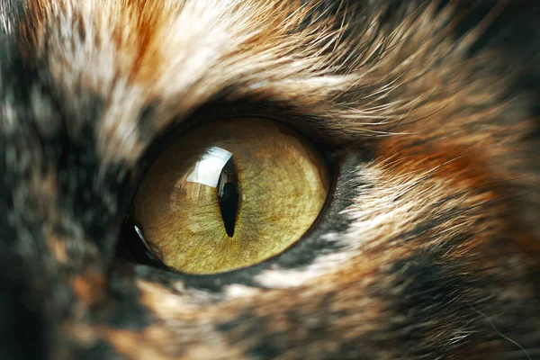 有一双小眼睛的猫 宏观摄影 一只猫的黄色眼睛的特写 宠物在相机前 可敬的家畜 — 图库照片