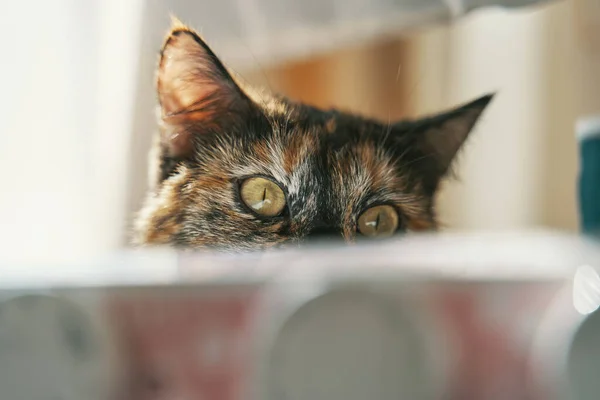 Sarı Gözlü Şirin Kedi Yavrusu Başka Tarafa Bakıyor Kabarık Tüylü — Stok fotoğraf