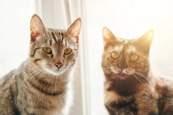 Δύο Χνουδωτές Γάτες Κάθονται Στο Περβάζι Του Παραθύρου Κάτω Από — Φωτογραφία Αρχείου