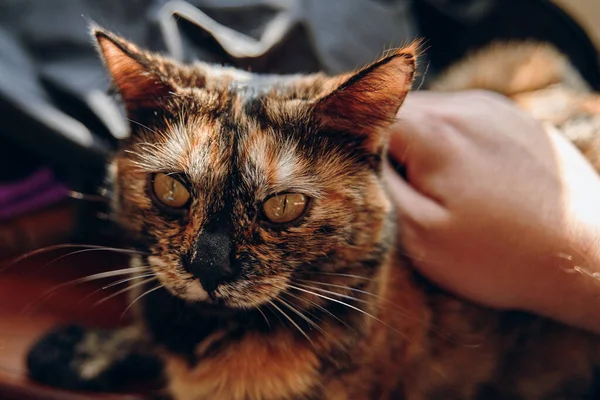 Mans Kézzel Simogatja Macskát Vigyázz Édes Cicuskára Boldog Lusta Háziállat — Stock Fotó