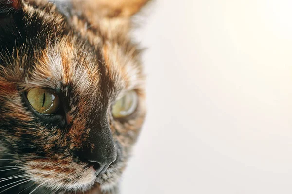 Muzzle Cute Green Eyed Kitten Profile Cat Black Nose Light — Stockfoto