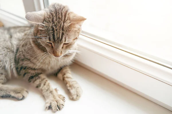 Sevimli Çizgili Kedi Güneş Işınları Altında Pencere Eşiğinde Dinleniyor Yumuşak — Stok fotoğraf