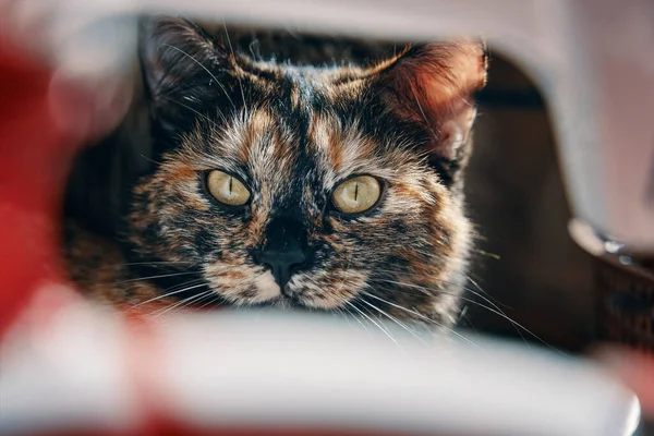 Cat Yellow Eyes Looks Camera Object Curious Multicolored Kitten Lying — Stockfoto