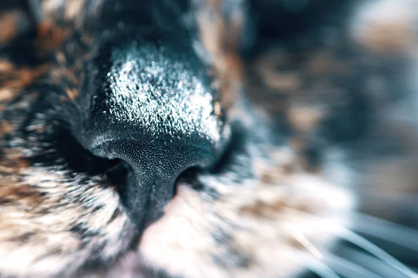 Close Black Nose Cat Light Woolen Cheeks Mustache Pet Front — 图库照片