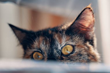 Sarı gözlü şirin kedi yavrusu başka tarafa bakıyor. Kabarık tüylü kedi nesnenin arkasından dışarı bakıyor. Evcil hayvan teması. Masaüstünde çok renkli meraklı bir kedicik yatıyor. Evcil hayvanlar ve yaşam tarzı konsepti.