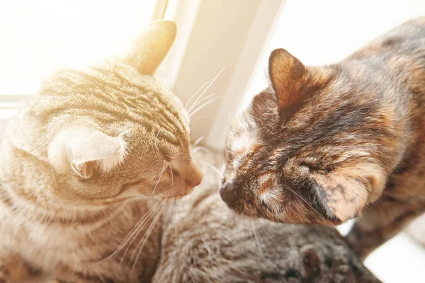 Two cats resting on windowsill under rays of sun. Friendship between pets. Good day outside window. Kittens sniff each other with their noses.