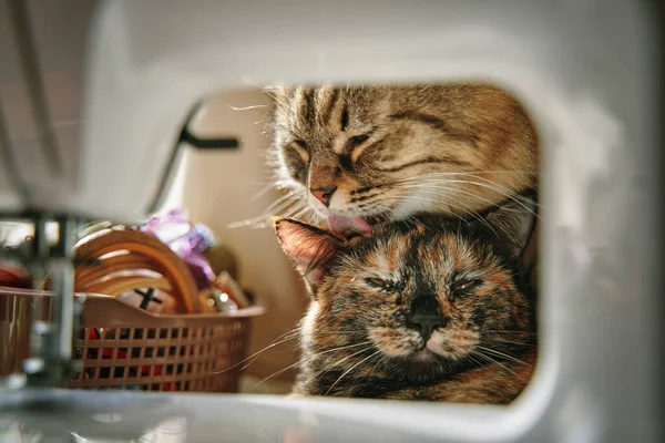 Χνουδωτή Γάτα Γλείφει Μικρό Γατάκι Γλώσσα Του Γάτα Χαλαρώνει Όταν — Φωτογραφία Αρχείου