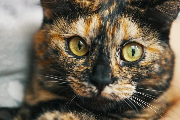 Gatto Curioso Distoglie Sguardo Animale Pigro Gattino Con Pelliccia Colorata — Foto Stock