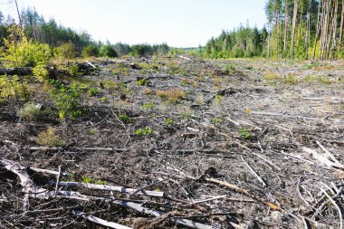 Ormanların yok edilmesi. Çevre kavramının korunması