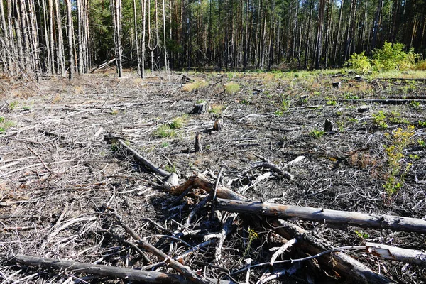 Ormanların yok edilmesi. Çevre kavramının korunması