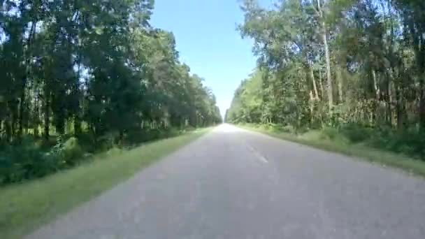 Güneşli Bir Günde Ormanda Açık Yolda Araba Sürmek — Stok video
