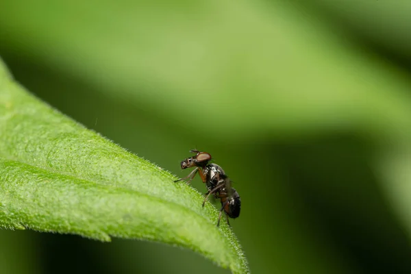 Eine Fliege Sitzt Auf Einem Blatt Vor Grünem Hintergrund — Stockfoto