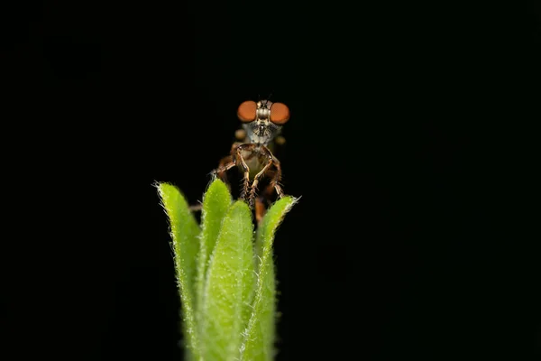 Lupič Moucha Sedící Zelené Rostlině Černém Pozadí — Stock fotografie