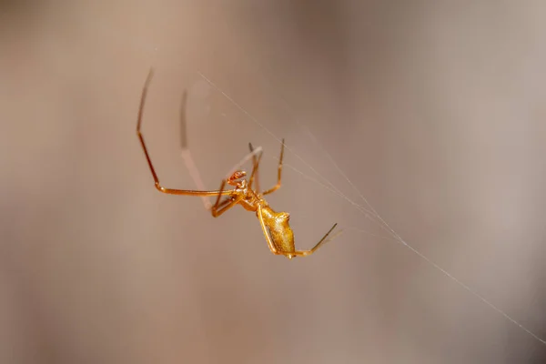 Eine Spinne Bastelt Ein Netz Vor Braunem Hintergrund — Stockfoto