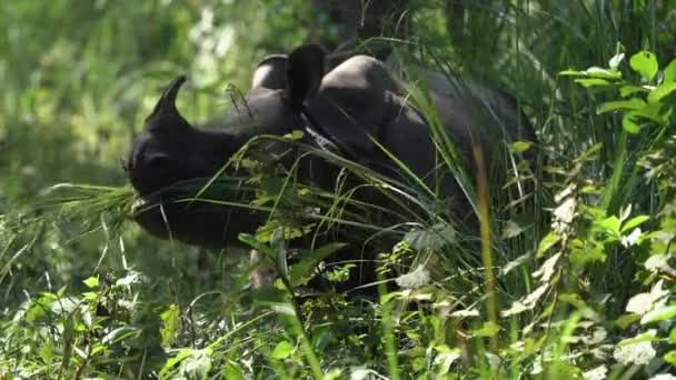 Rinoceronte Con Cuernos Comiendo Hierba Selva — Vídeo de stock
