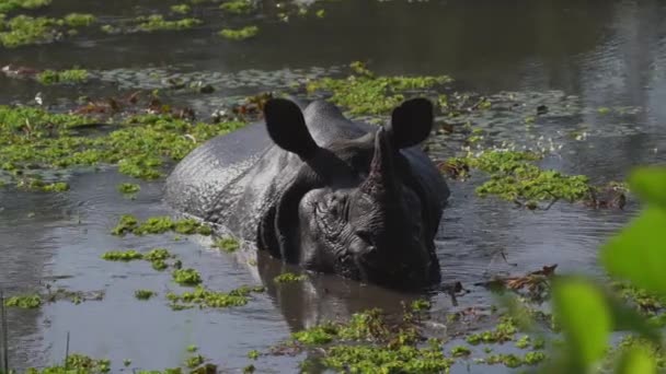Een Gehoornde Neushoorn Komt Uit Het Water Nepal — Stockvideo