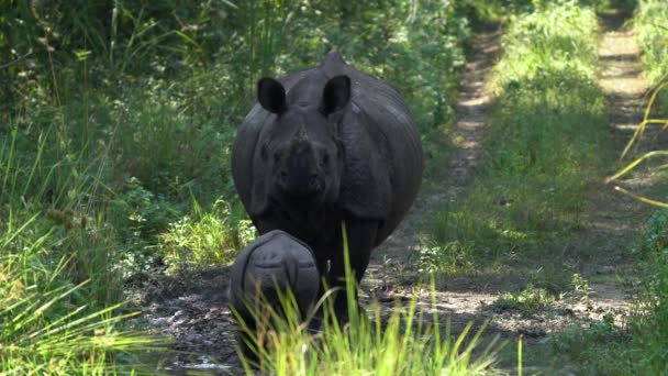 Female One Horned Rhino Its Baby Dirt Road Jungle — Stock Video