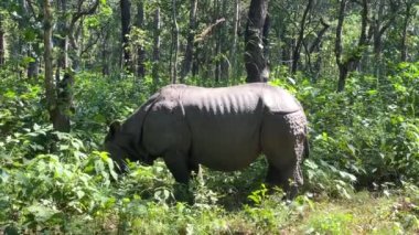 Bir gergedan öğle güneşinde ormanın kenarında otluyor..