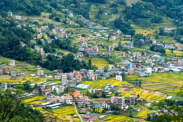 Güzel Sarı Pirinç Tarlaları Neredeyse Katmandu Hasat Için Hazır — Stok fotoğraf