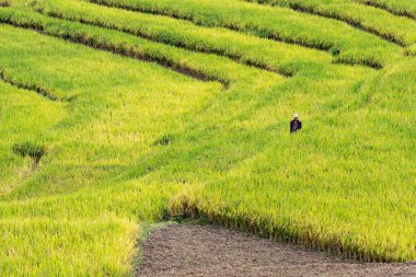 Sarı çeltik tarlasında bir adam pirince bakıyor..