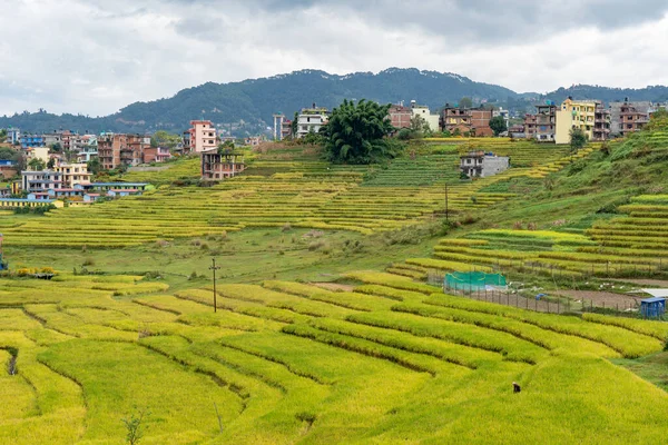 Sarı Pirinç Tarlaları Hasat Için Hazır Arka Planda Bir Şehir — Stok fotoğraf