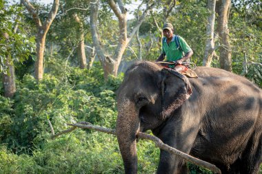 Chitwan, Nepal - 13 Ekim 2021 Chitwan Ulusal Parkı 'nda file binen bir adam.